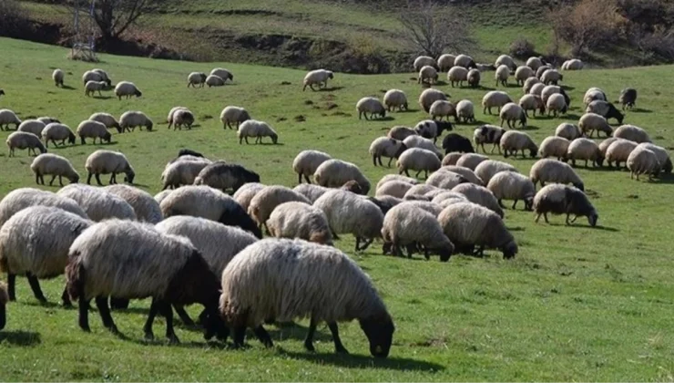100 bin lira maaşla çoban bulunamıyor