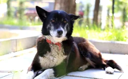 Çekmeköy’de işkenceye uğrayan köpek hayata yeniden tutundu