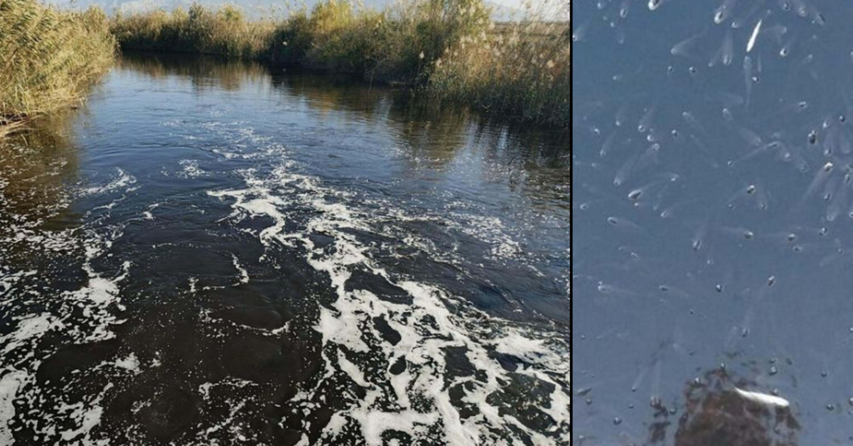 Büyük Menderes Nehri alarm veriyor: Kirlilik nedeniyle siyaha büründü
